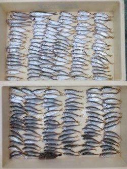 田ノ浦で豆アジ２０１匹だ～♪　