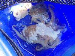 タコが良い感じに♪17日夕方泉大津RT