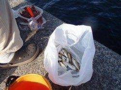 タコが良い感じに♪17日夕方泉大津RT