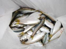 【ママカリ大漁！タコ大盛況～！】南芦屋浜