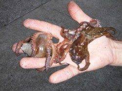 【ママカリ大漁！タコ大盛況～！】南芦屋浜