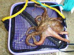 泉大津のタコ本格化！！