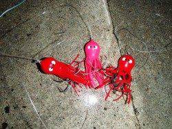 泉大津のタコ本格化！！