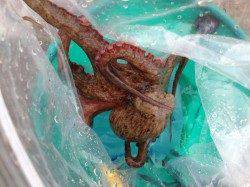 大人気！タコ釣り釣果続々！南芦屋浜