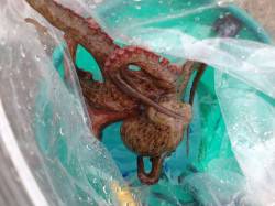 大人気！タコ釣り釣果続々！南芦屋浜