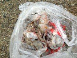 大人気！タコ釣り釣果続々！南芦屋浜