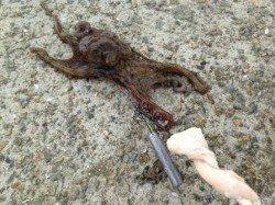波止のタコも脂身で釣れます!南芦屋浜