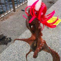 波止のタコも脂身で釣れます!南芦屋浜