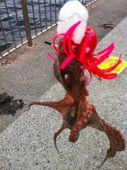 波止のタコも脂身で釣れます!南芦屋浜