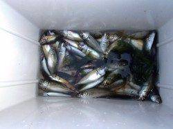 なぎさ公園が良かったです！泉大津RT。夕方