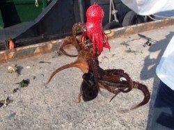 なぎさ公園が良かったです！泉大津RT。夕方