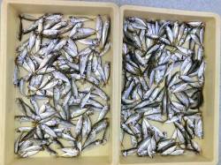 雑賀崎は午後も“豆アジ”爆釣です！！