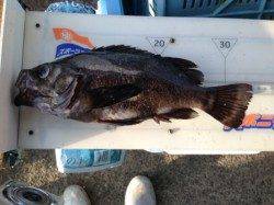 ラッシュ！梅雨メバル！