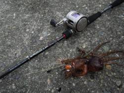 【絶好調】泉大津のオクトパッシング