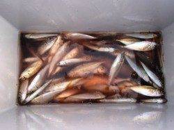 サビキで好釣果！泉大津RT！夕方