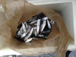 佐野食コン　豆アジ、イワシに小サバ♪