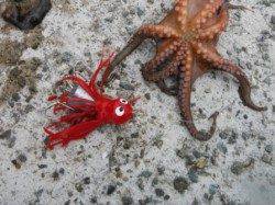 【タコ!タコ!タコ~!釣れます♪】南芦屋浜