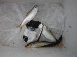 【豆アジも確認!サビキタイム♪】南芦屋浜