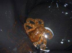 兵突のエンジョイフィッシング！