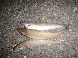 兵突のエンジョイフィッシング！