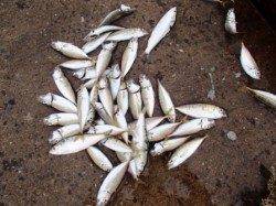 各ポイントで小アジ♪泉大津RT！夕方