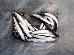 各ポイントで小アジ♪泉大津RT！夕方