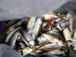 泉佐野食コン　豆アジ大漁～