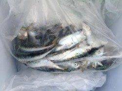 佐野食コン　豆アジ、イワシに小サバ♪