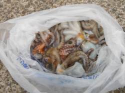 【タコフィーバー！】南芦屋浜