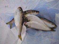 【タコフィーバー！】南芦屋浜