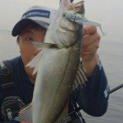 神戸沖堤防デイゲームシーバス状況♪