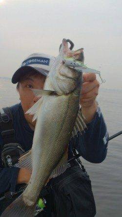 神戸沖堤防デイゲームシーバス状況♪