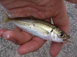 お手軽！サビキ釣りでアジ、サバ♪