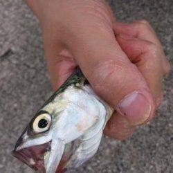 お手軽!サビキ釣りでアジ、サバ♪