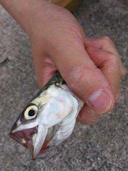 お手軽!サビキ釣りでアジ、サバ♪