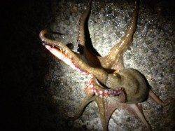 夜のアジュールでタコをゲット♪