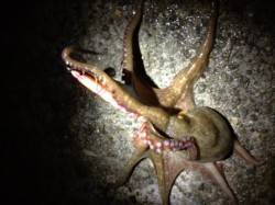 夜のアジュールでタコをゲット♪