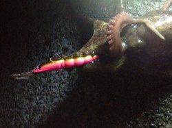 夜のアジュールでタコをゲット♪