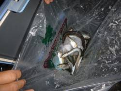 夜の兵庫突堤ＲＴ　アナゴがまだまだ好調です…