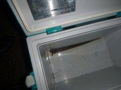 夜の兵庫突堤ＲＴ　アナゴがまだまだ好調です