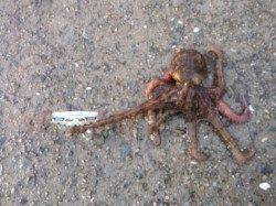 【やっぱり釣れてます・・・タコ♪】南芦屋浜