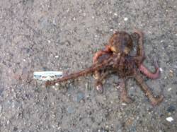 【やっぱり釣れてます・・・タコ♪】南芦屋浜…