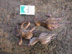 【やっぱり釣れてます・・・タコ♪】南芦屋浜