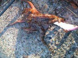 タコ連発!【泉大津・花市場前でのオクトパッシング釣果】