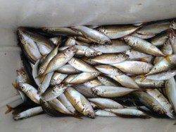 泉佐野食コン　夕方豆アジ・サバ・タコ