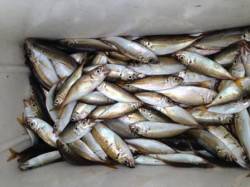 泉佐野食コン　夕方豆アジ・サバ・タコ