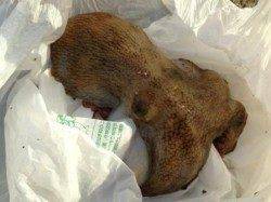 泉佐野食コン　夕方豆アジ・サバ・タコ