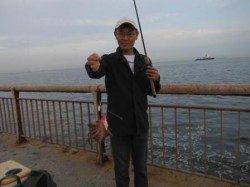 芦屋浜タコ好調！！グレも狙えます。