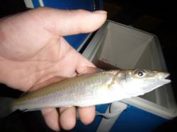 夜の兵突　２０ｃｍオーバーのキス♪