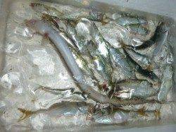 夜の兵突　２０ｃｍオーバーのキス♪